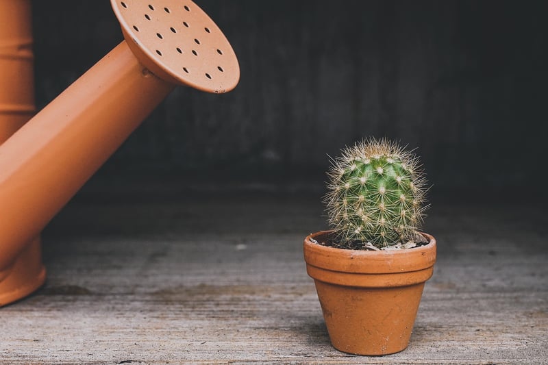 DIY plant pots